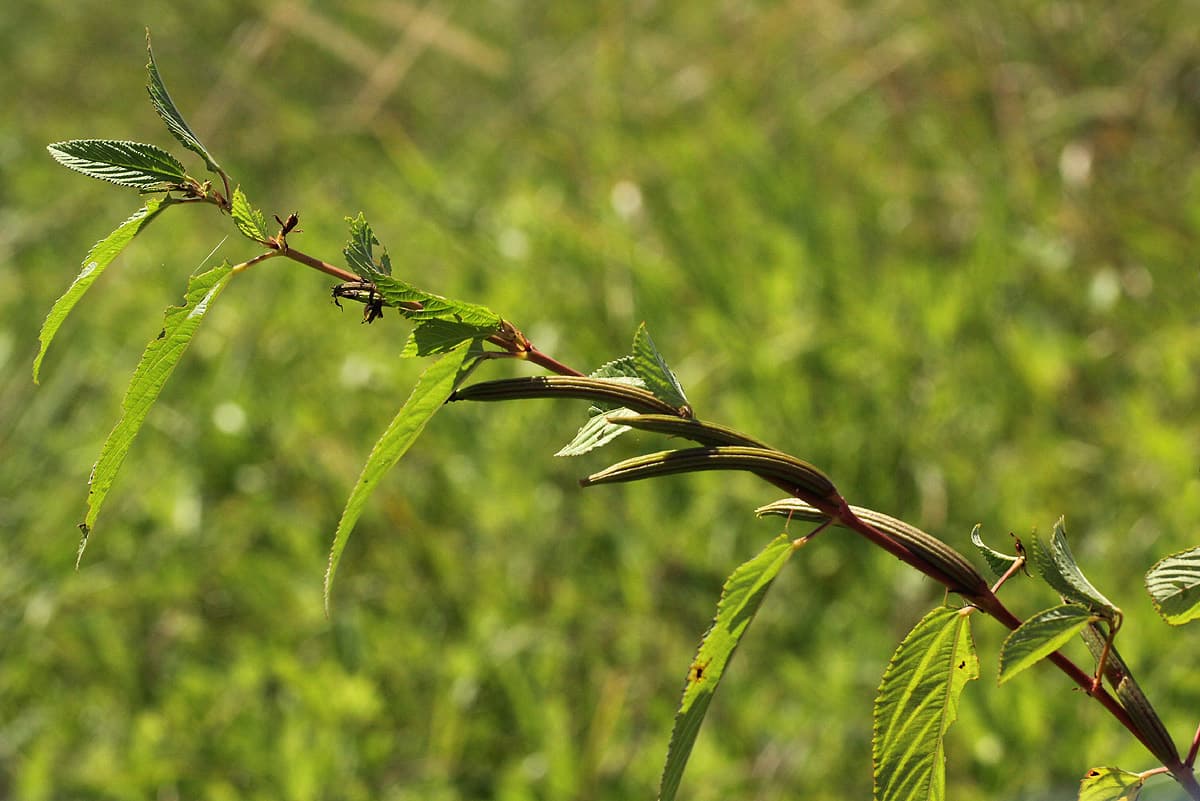 Moroheiya jute plant leaves