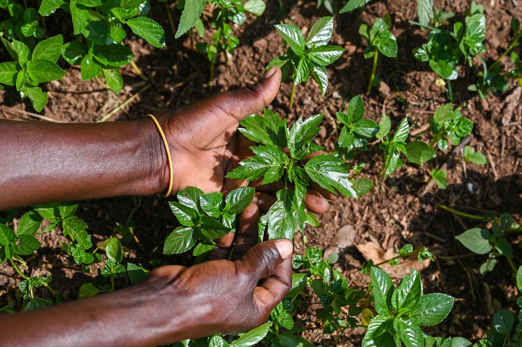Cultivation