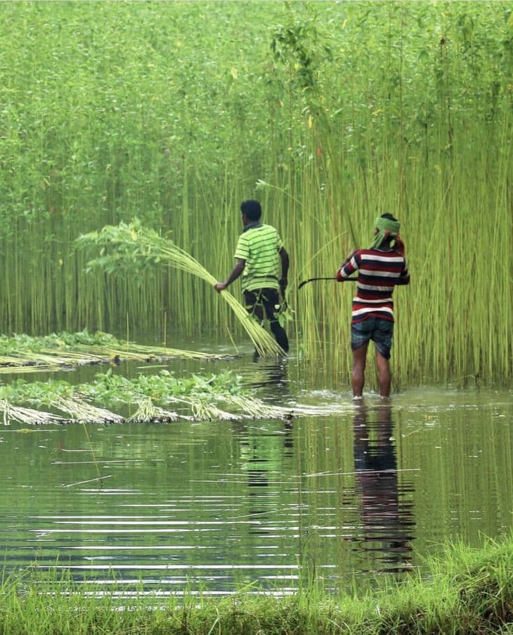 Amata Moroheiya cultivation
